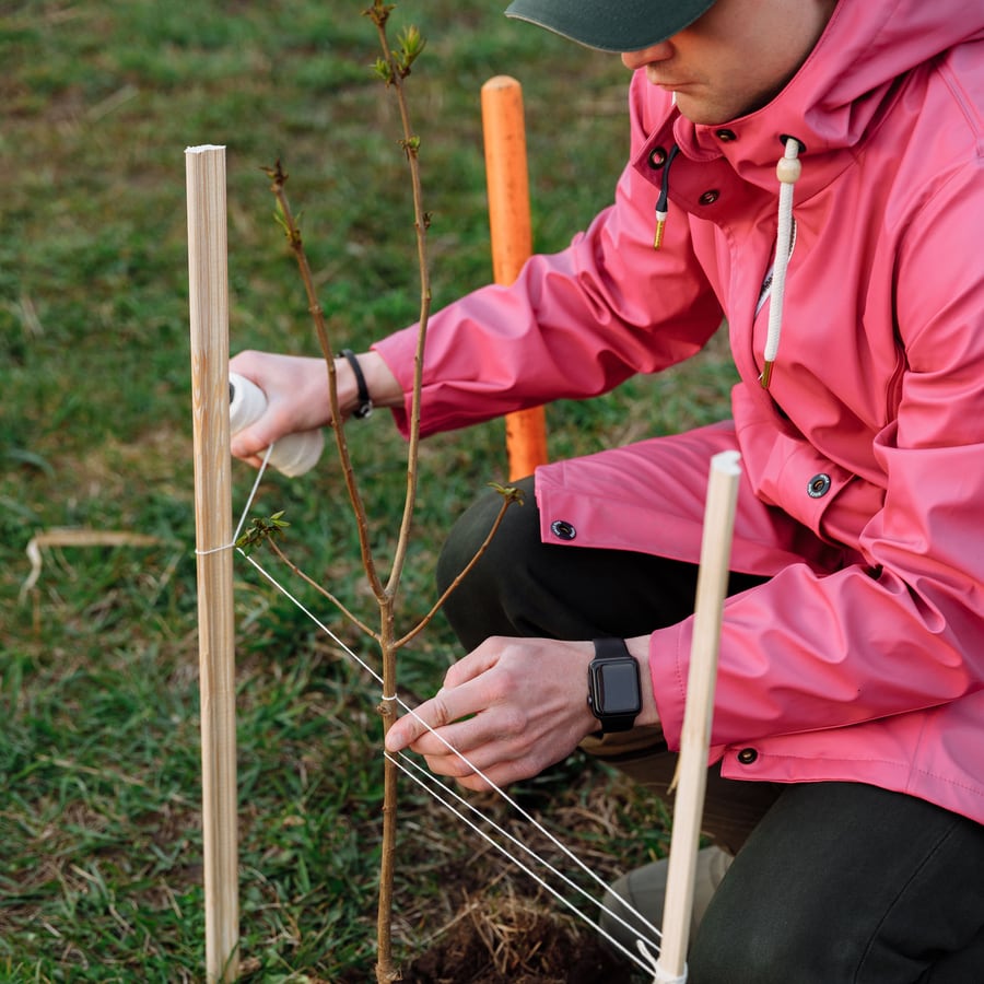 Gärtner befestigt einen frisch gepflanzten Jungbaum an einem Stützpfahl